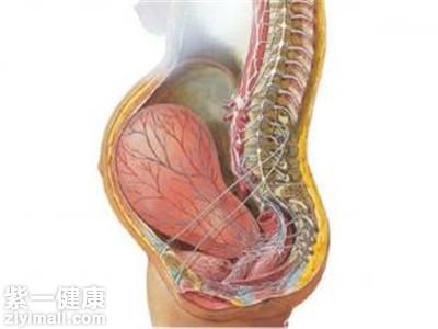 孕妇痔疮注意事项有哪些 详解孕妇痔疮期间的四大注意事项